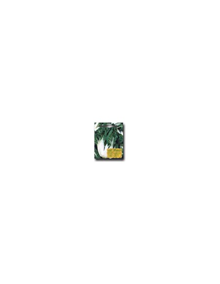 White Petiole Beetgreen