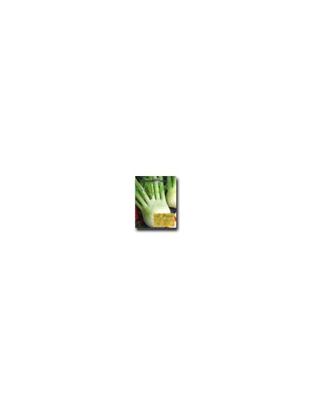 Fennel of Naples