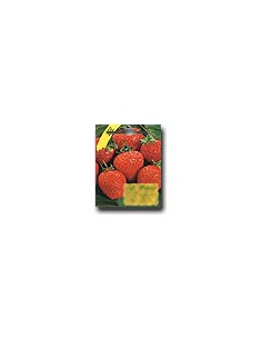 Fragole