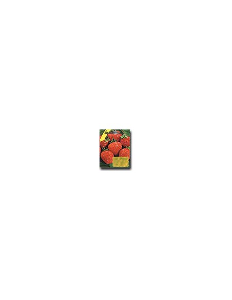 Fragole