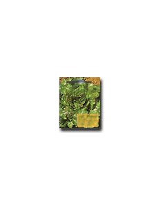Canasta Lettuce