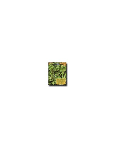 Canasta Lettuce