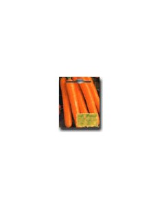 Carota Albenga