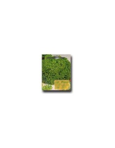 Curly Lettuce Rollo
