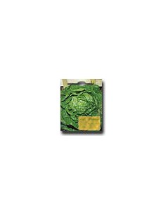Lechuga Maravilla de Invierno