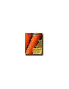 Carota Berlikum