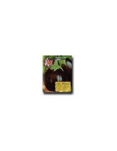 Black Beauty Aubergine