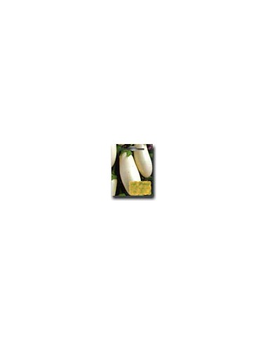 Half Moon-Shaped White Aubergine