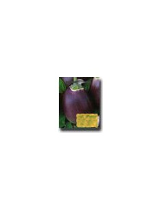Violet Aubergine of Florence