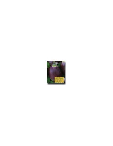 Violet Aubergine of Florence