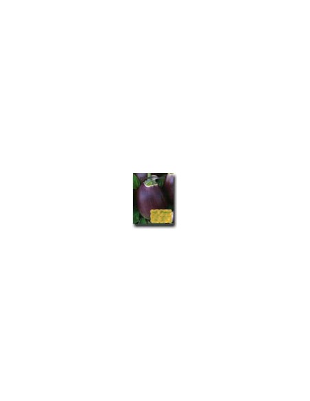 Violet Aubergine of Florence