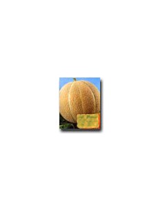 Melon Delicioso