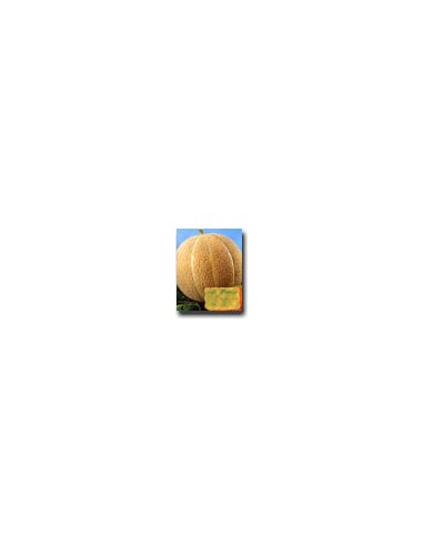 Delicious Melon