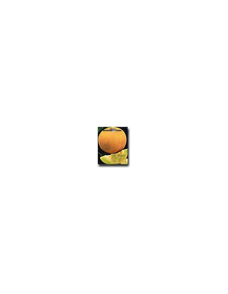 Galia Melon
