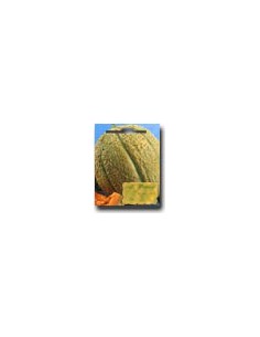 Melone Retato dell' Ortolano Dolcissimo