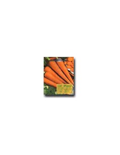 Zanahorias S. Valerio