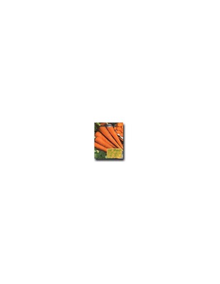 S. Valerio Carrot