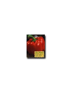Red Square Pepper
