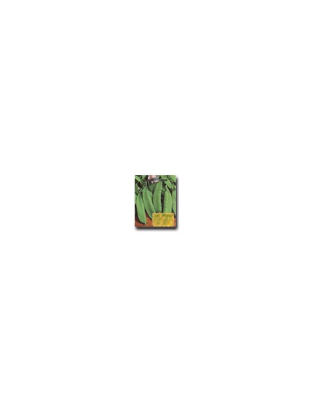 Piselli Mangiatutto