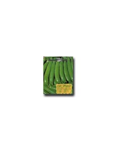 Half Twig Rondo Pea