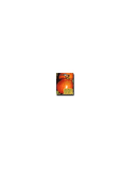 Reed Marmande Tomato
