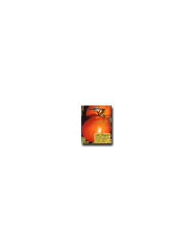 Tomate Marglobe