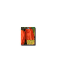 Supergiant Dwarf Tomato