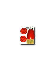 Tomate AD 1700 VF