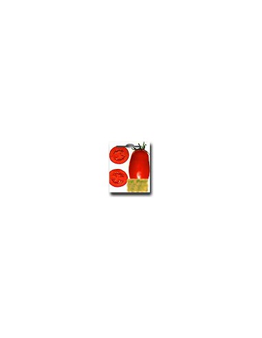 Tomate AD 1700 VF