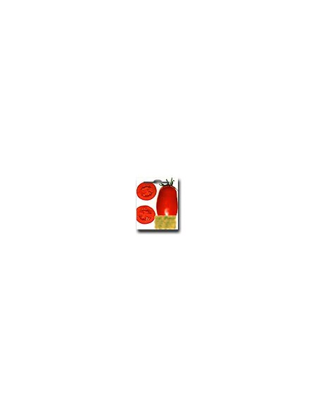 Tomate AD 1700 VF