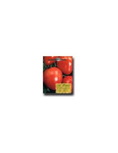 Pomodoro Cuore di Bue
