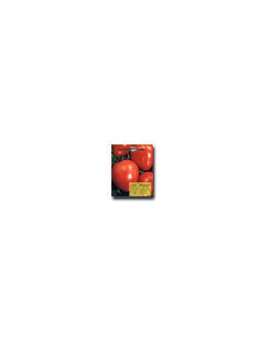 Pomodoro Cuore di Bue