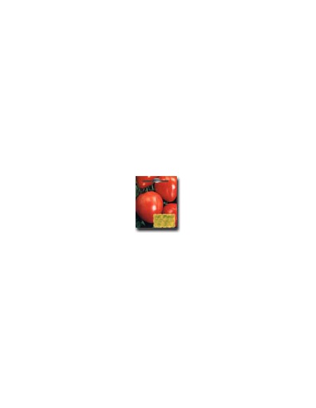 Tomate Corazon De Buey