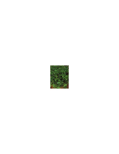 Perejil Aromatico Bolognese
