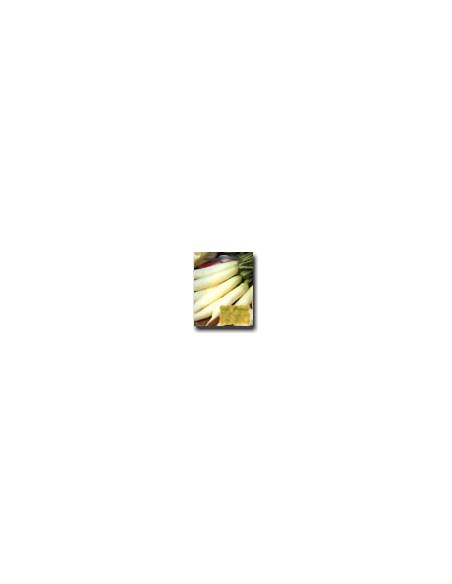 Candle of Ice Radish