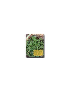 Rucola