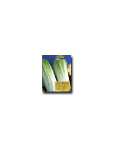 Chinese Monument Cabbage