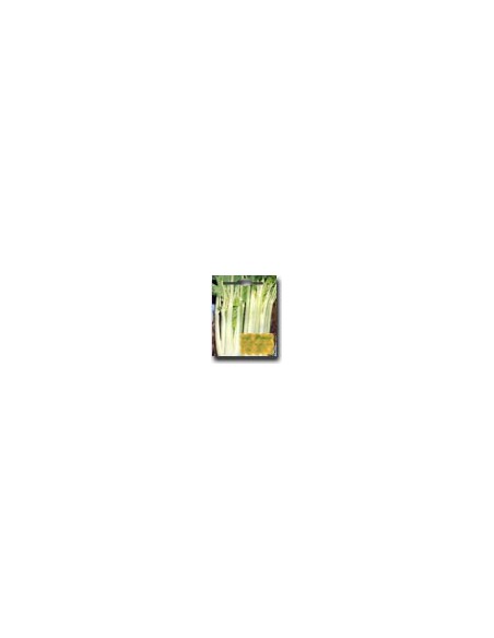 White Rib Celery