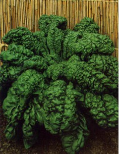 Spinaci Riccio d' Asti