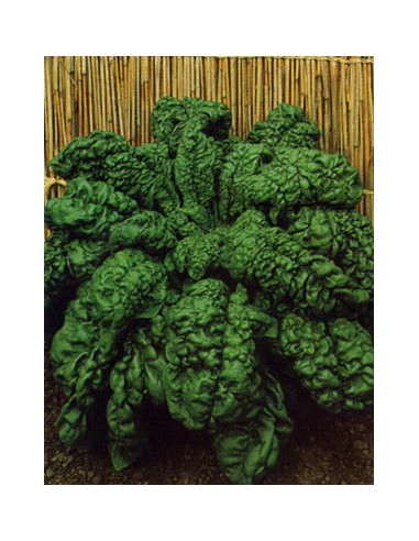Spinaci Riccio d' Asti