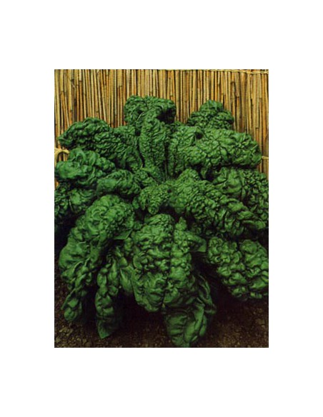 Curly Spinach of Asti