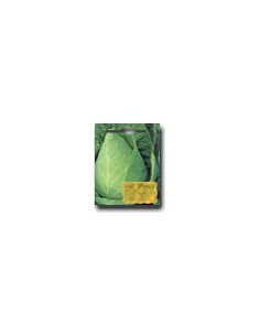 "Cuore di Bue" Large Cabbage