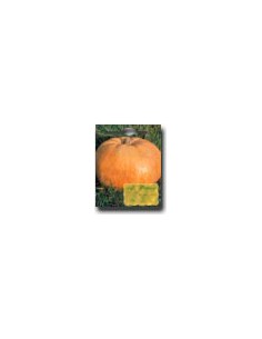 Calabaza Quintale