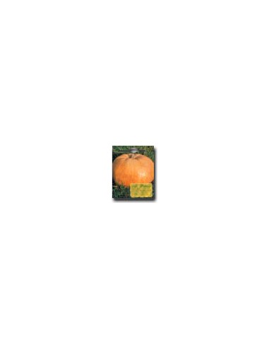 Zucca Quintale