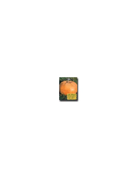 Calabaza Quintale