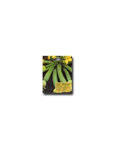 Zucchino Alberello Sarzana