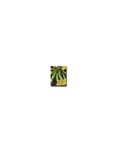Tree-like Squash of Sarzana