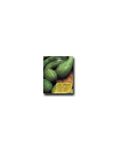 Trumpet-Shaped Squash of Albenga