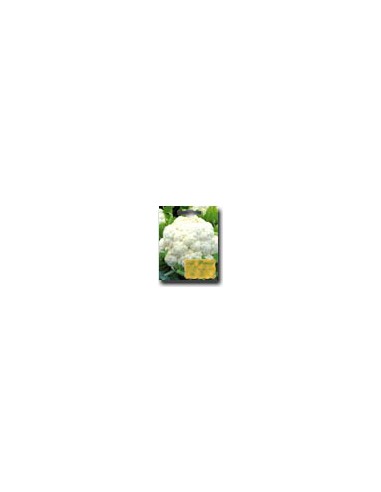 Cavolo Napoletano