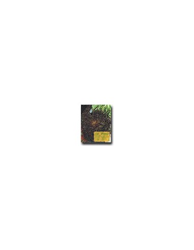Red Salad Bowl Lettuce
